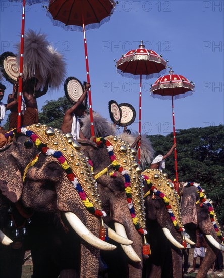 Caparisoned elephants in Pooram festival