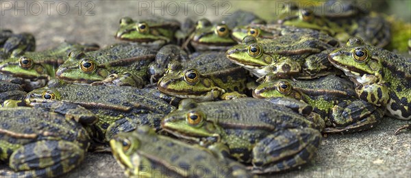 Green frogs