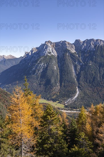 Forest in autumn