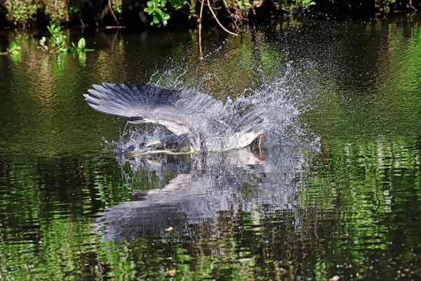 Grey heron