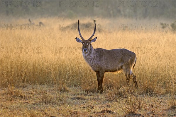 Waterbuck