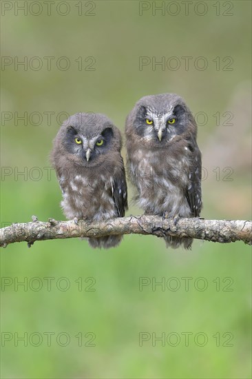 Tengmalm's Owl