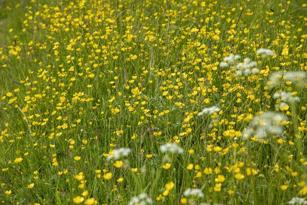 Buttercups