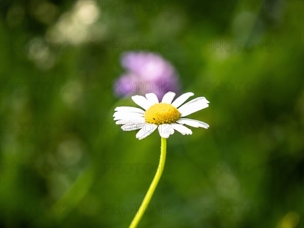 Ox-eye daisy