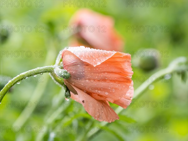 Raindrops on Oriental Poppy