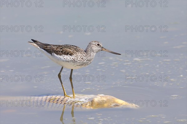 Greenshank