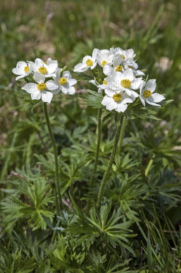 Narcissus-flowered anemone