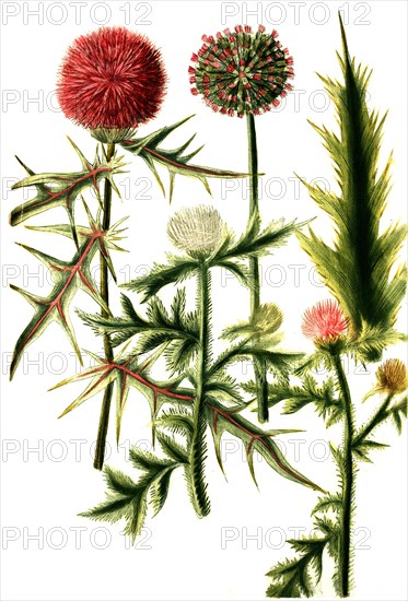 Cardus sphaerocephalus latifolius vulgaris