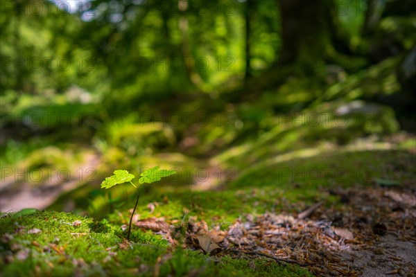 Nature
