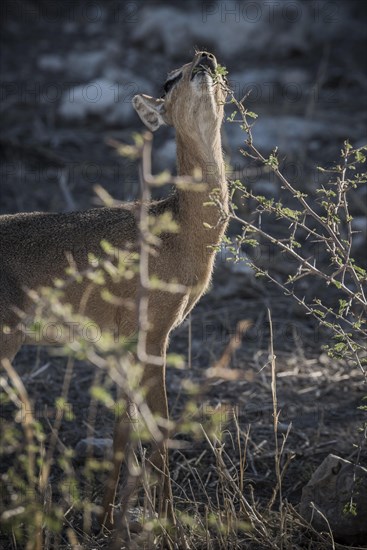 Kirk dikdik or kirk's dik-dik