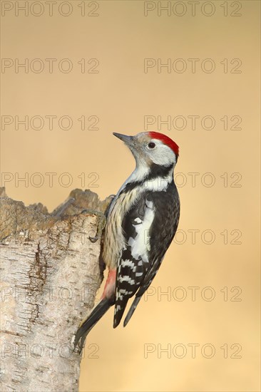 Middle spotted woodpecker