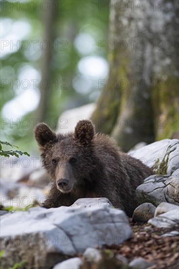 European Brown bear