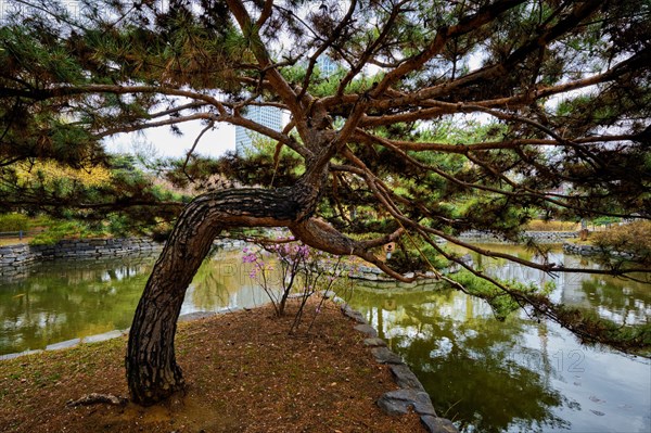 Pine tree in Yeouido Park public park in Seoul