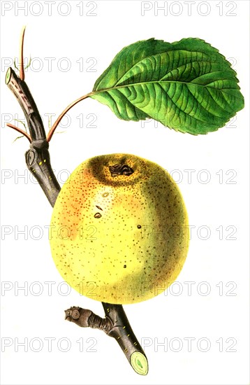 Apfel