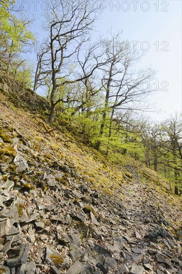 Hiking trail at the Blockhalde