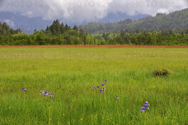 Siberian iris