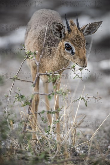 Kirk dikdik or kirk's dik-dik