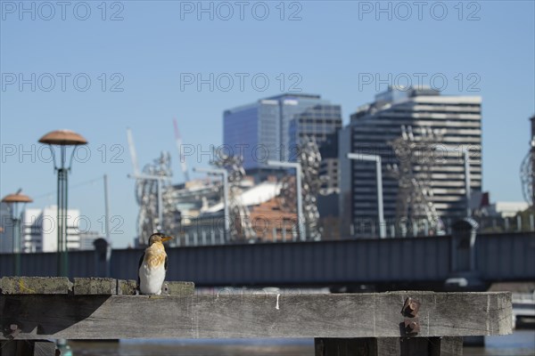 Little pied cormorant