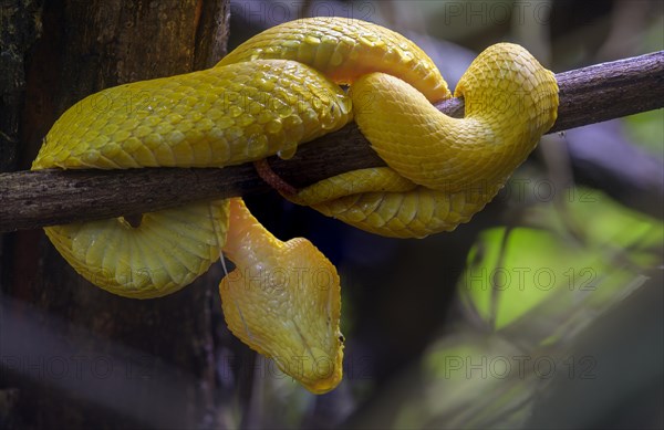 Eyelash pit viper