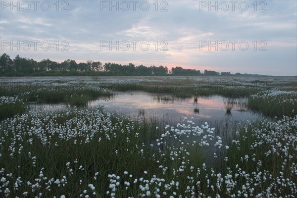 Hare's-tail cottongrass