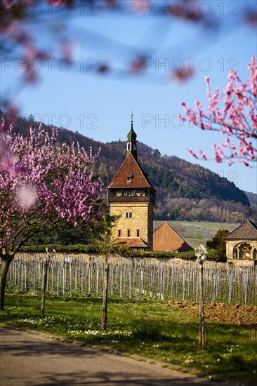 Bluehende Mandelbaeume am Geilweilerhof