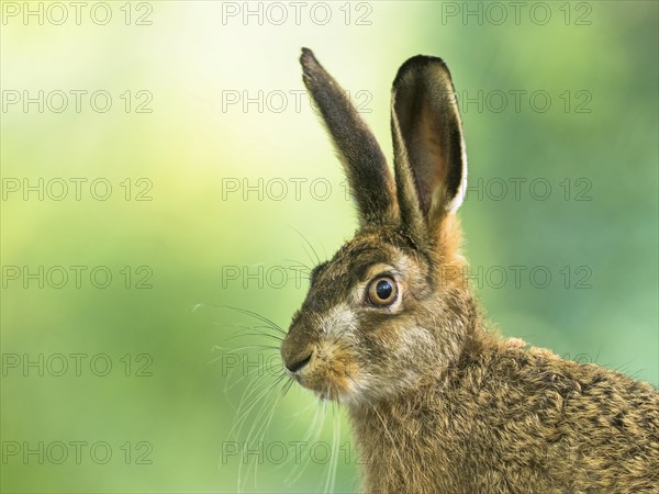 European hare