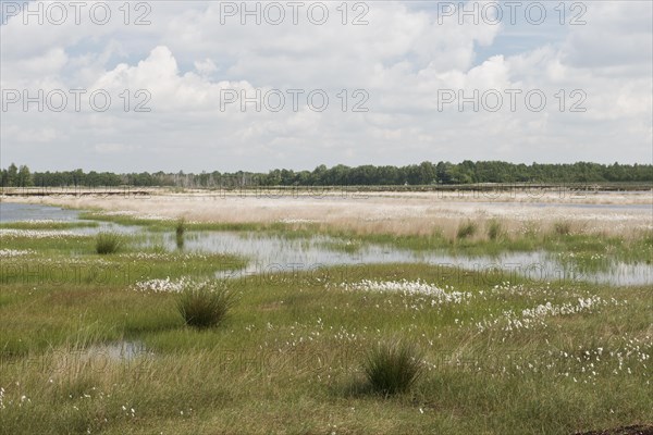 Narrow-leaved cotton grass