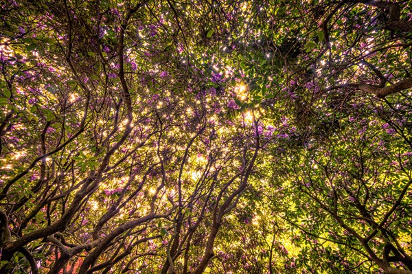 A bush of a rhododendrons