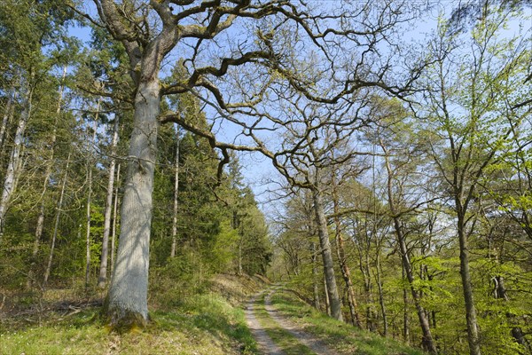 Forest trail