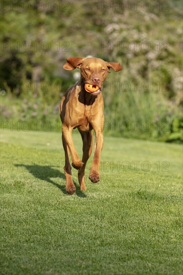 Young Vizsla male