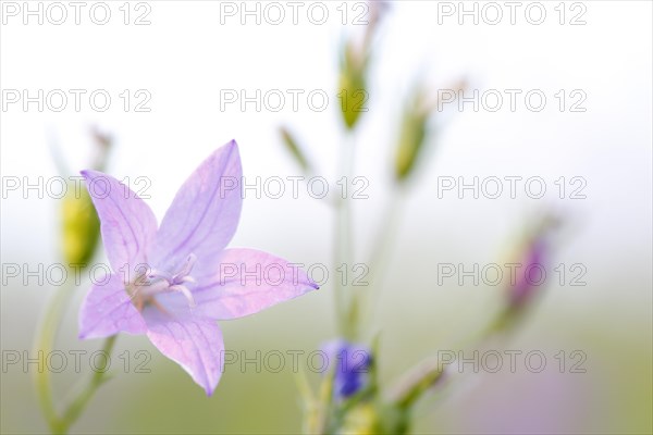 Blur experiment on a flowering meadow in summer