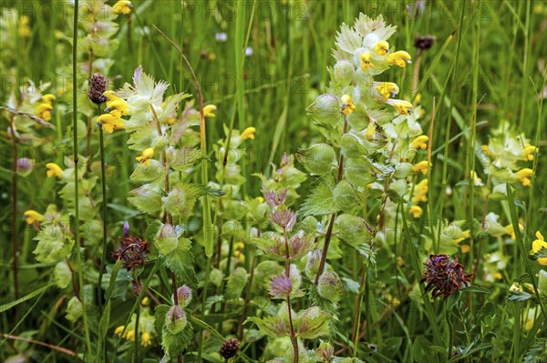 Greater yellow rattle