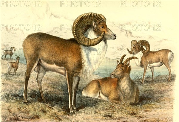 Tibetan Argali