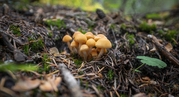 Grey-leaved or Smoke-leaved conifer tuft