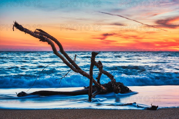 Ld wood trunk snag in water at tropical beach on beautiful sunset