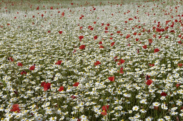 Flowering marguerites