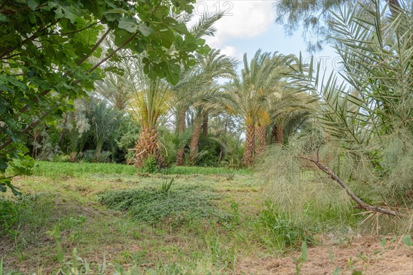 Palm trees in gardens of oasis in spring. Morocco