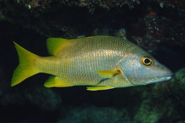 Close-up of Schulmeister snapper