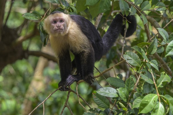 White-headed capuchin