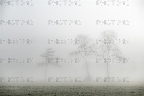 Baumgruppe im Nebel bei Sonnenaufgang