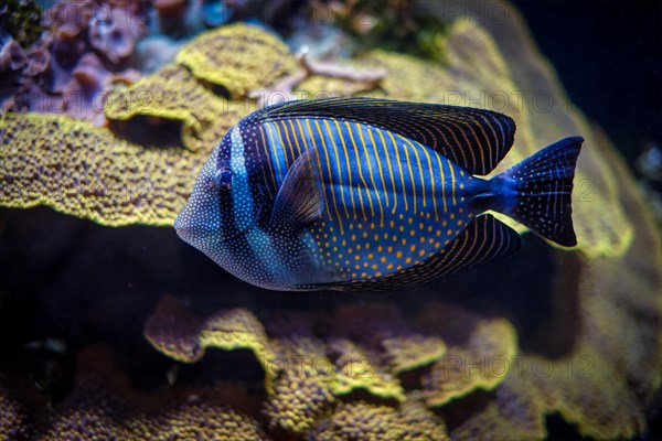 Red Sea sailfin tang