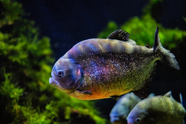 Red-bellied piranha