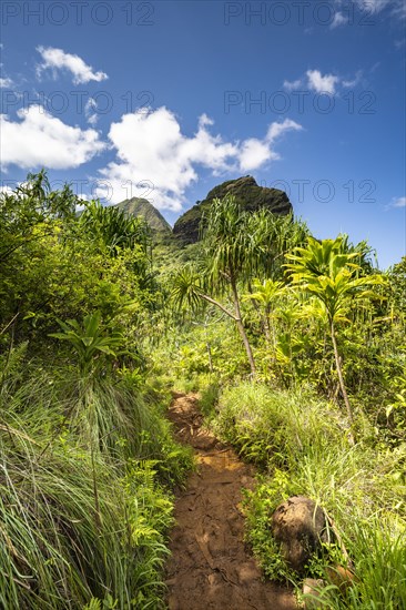 Vegetation entlang des Kalalau Trail