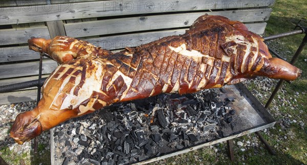 Pig on the grill in Snarestad