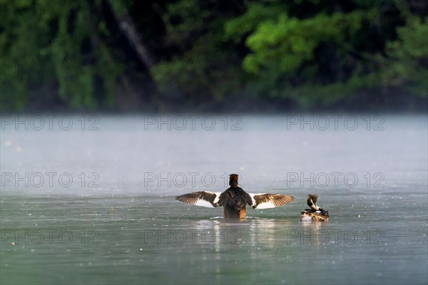 Great Crested Grebe