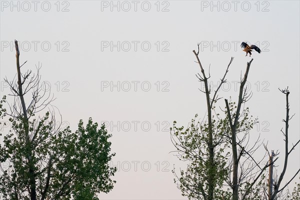 White-tailed eagle