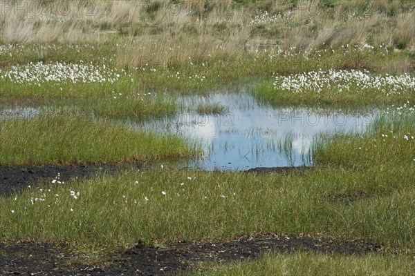 Narrow-leaved cotton grass