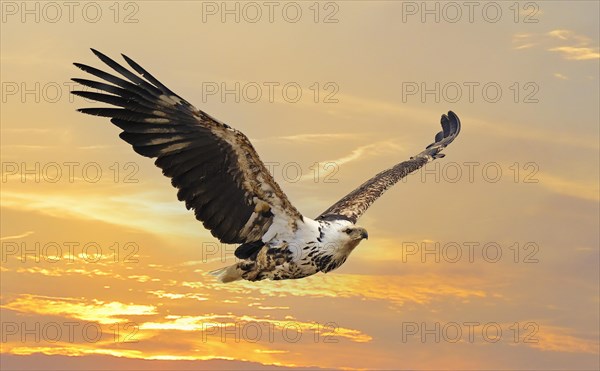 African fish eagle