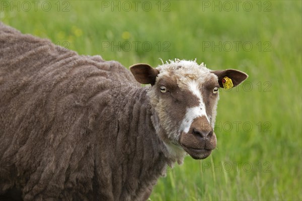 Norwegian sheep on the dike