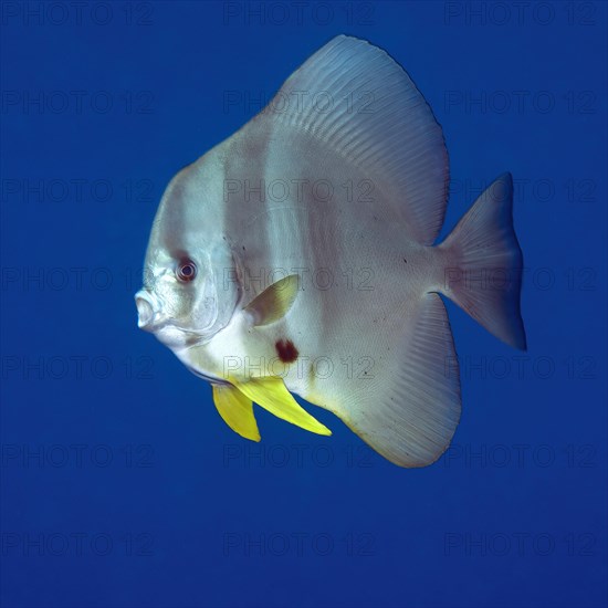 Round-headed batfish